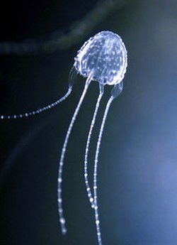 jellyfish irukandji